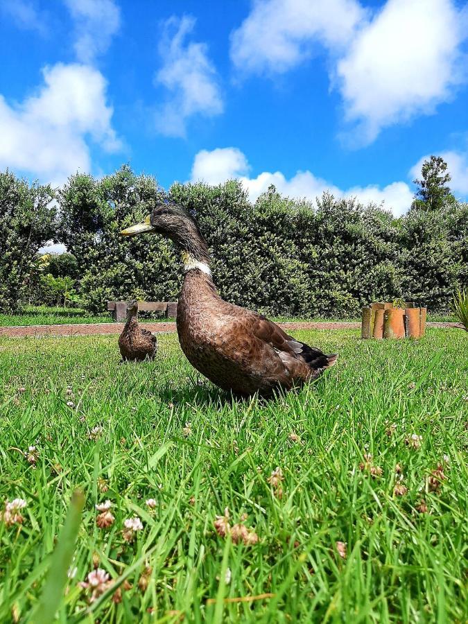 Quinta De Sao Jose Villa Sao Pedro  Luaran gambar